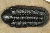Detailed Reedops Trilobite - Lghaft, Morocco #359487-2